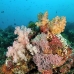 coral_soft_bac_nmal_v_0037_mal2223.jpg